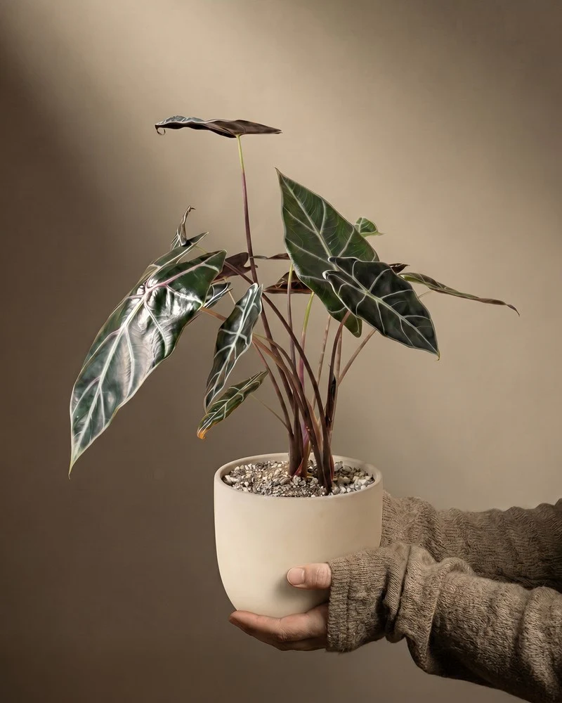 Pflanzen als Geschenk