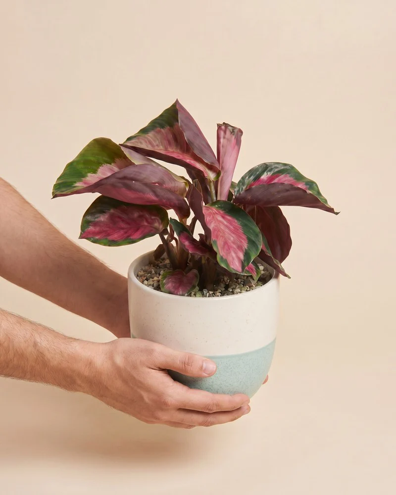 Calathea